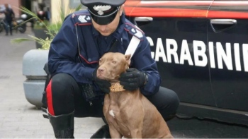 Muere un bebé de 15 meses atacado por dos pitbulls en Italia