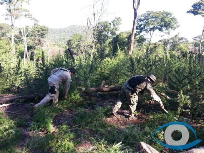 SENAD destruye plantaciones de marihuana