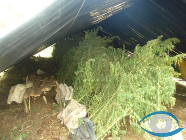 Destruyen m�s de media tonelada de marihuana 