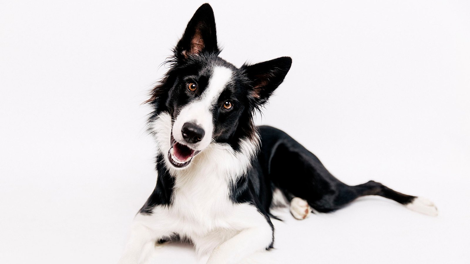 El Boyero de Berna, el Bouvier de Flandes, el Border Collie, etc. son perros de trabajo para el cuidado del ganado