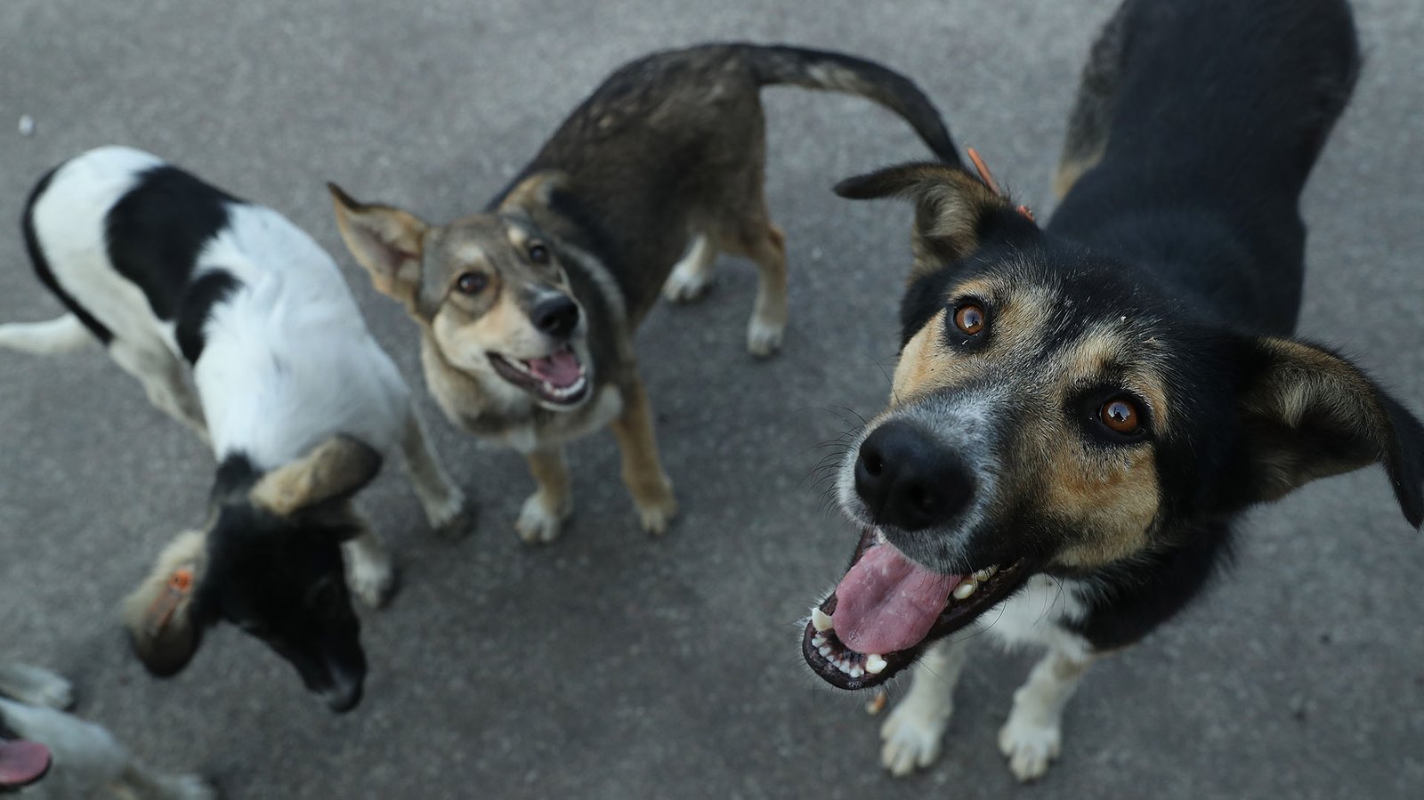 Los perros que hoy conocemos como 
