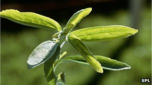 Stevia
